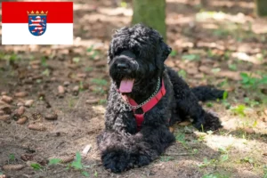 Read more about the article Criador de Russian Black Terrier e cachorros em Hessen