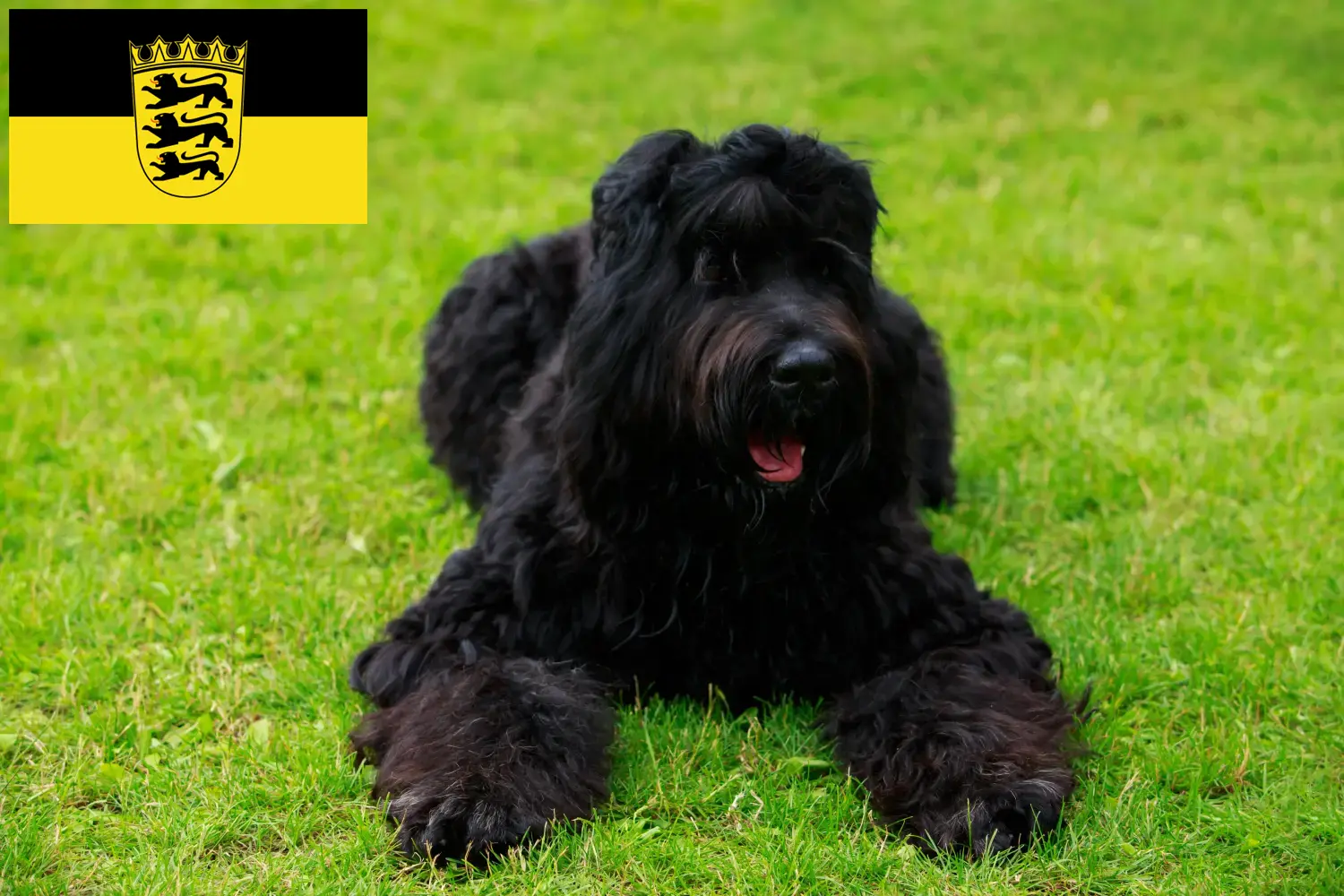 Read more about the article Criadores de Russian Black Terrier e cachorros em Baden-Württemberg