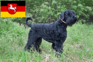 Read more about the article Criador de Russian Black Terrier e cachorros na Baixa Saxónia