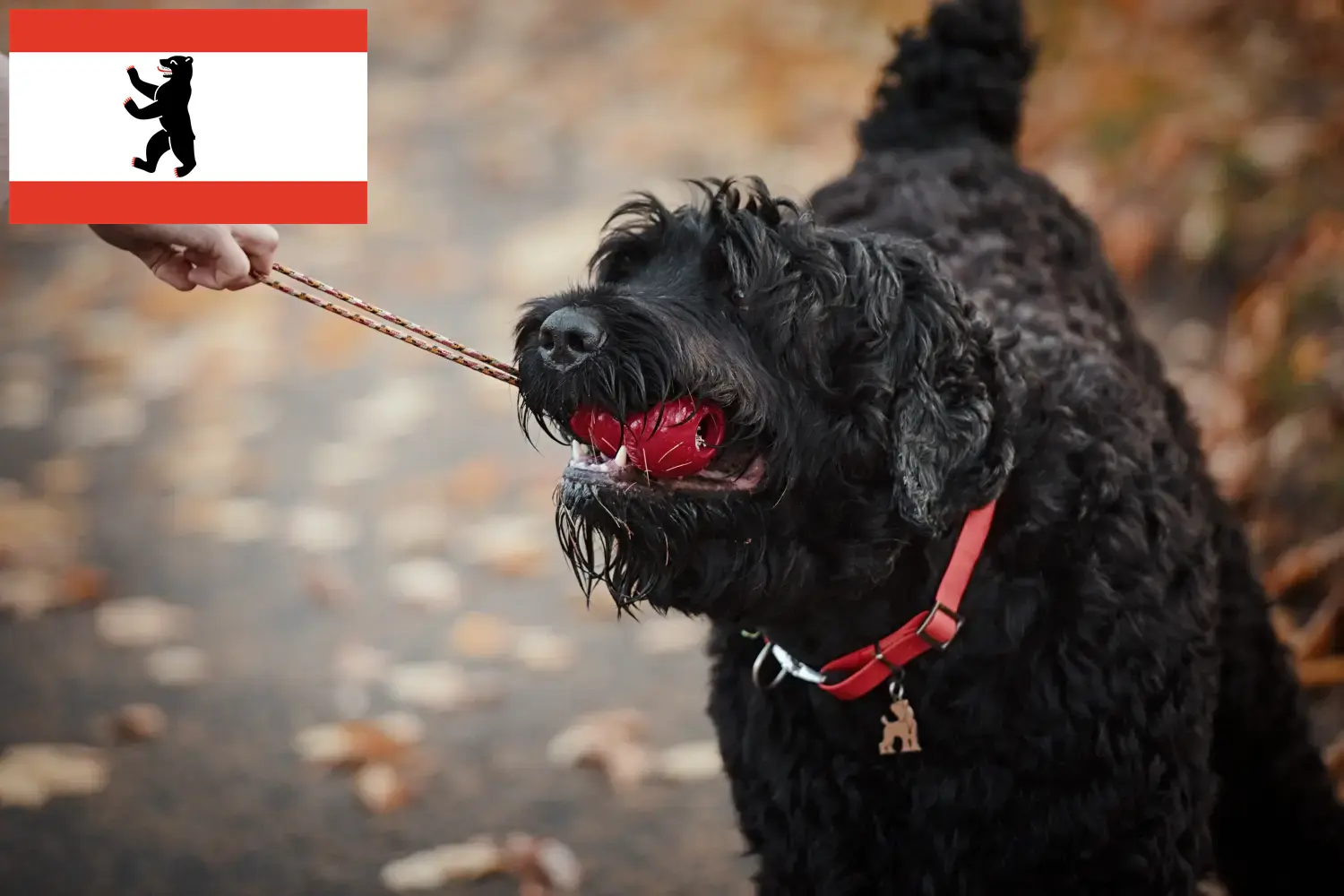 Read more about the article Criador de Russian Black Terrier e cachorros em Berlim