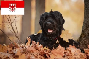 Read more about the article Criador de Russian Black Terrier e cachorros em Brandenburg