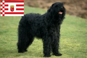 Read more about the article Criador de Russian Black Terrier e cachorros em Bremen