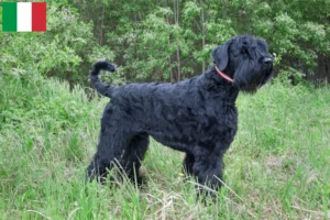 Read more about the article Criador de Russian Black Terrier e cachorros em Itália