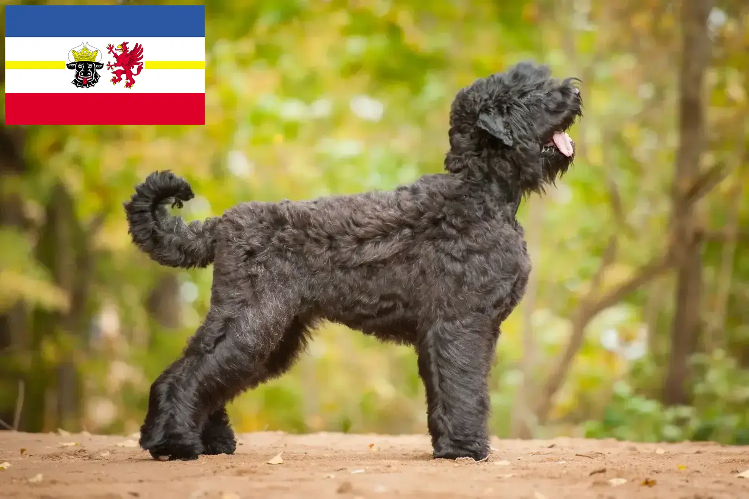 Read more about the article Criador de Russian Black Terrier e cachorros em Mecklenburg-Vorpommern