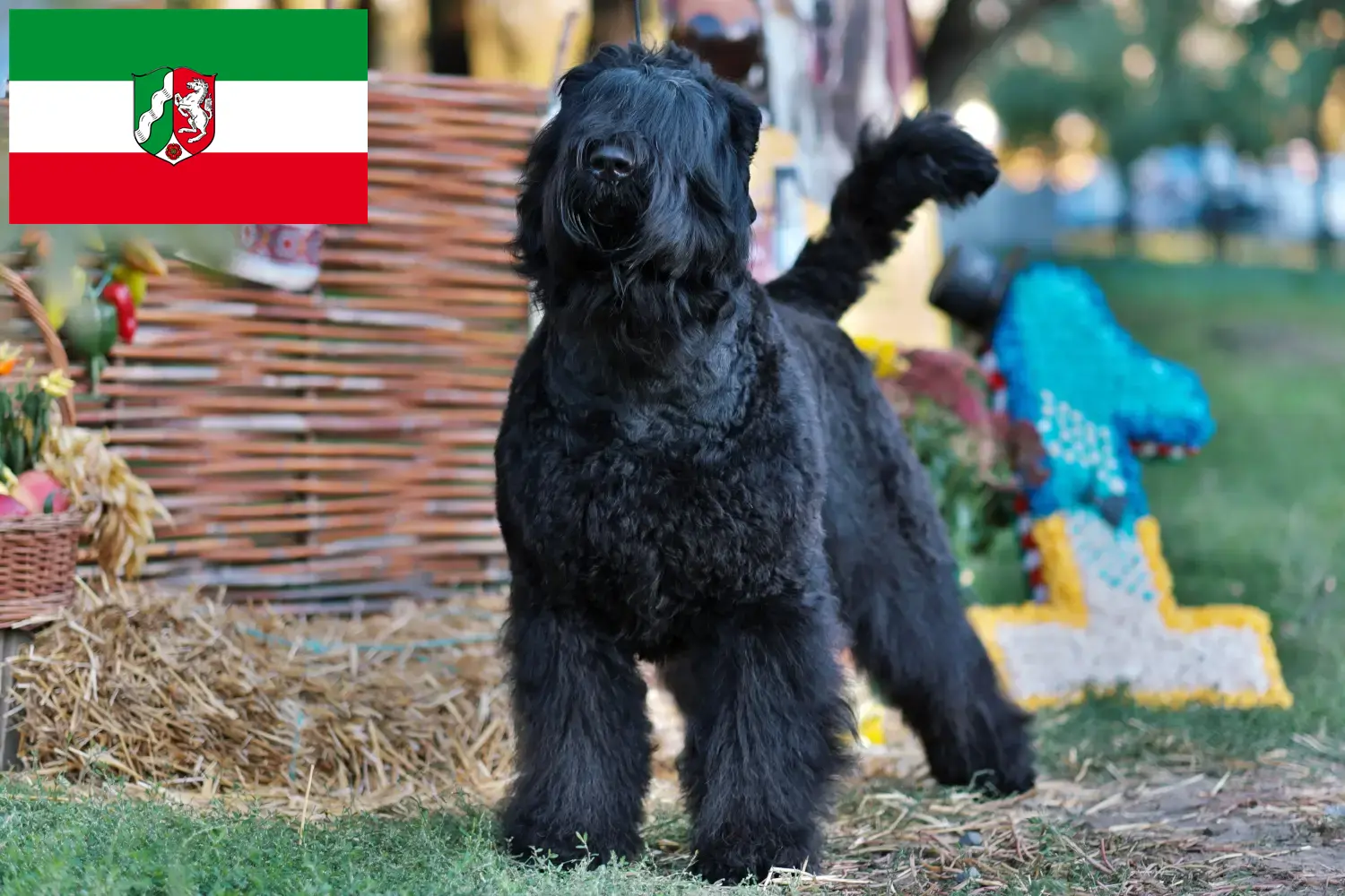 Read more about the article Criadores de Russian Black Terrier e cachorros em Renânia do Norte-Vestefália