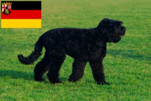 Read more about the article Criadores de Russian Black Terrier e cachorros em Renânia-Palatinado