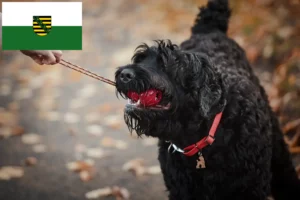 Read more about the article Criador de Russian Black Terrier e cachorros em Saxónia