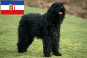 Read more about the article Criadores de Russian Black Terrier e cachorros em Schleswig-Holstein