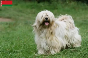 Read more about the article Criadores de Terrier tibetano e cachorros na Bielorrússia