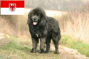 Read more about the article Criador de cães tibetanos e cachorros em Brandenburg