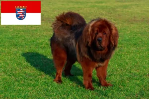 Read more about the article Criador de cães tibetanos e cachorros em Hessen