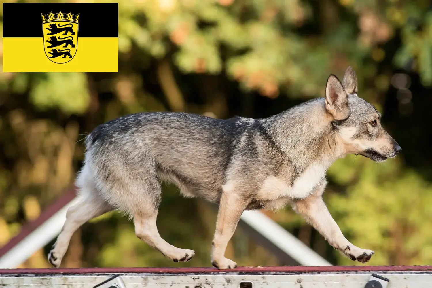 Read more about the article Criadores de Västgötaspets e cachorros em Baden-Württemberg