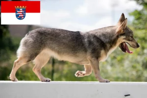 Read more about the article Criadores de Västgötaspets e cachorros em Hessen