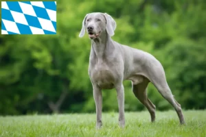 Read more about the article Criadores de Weimaraner e cachorros em Bavaria