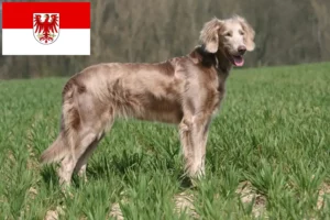 Read more about the article Criadores de Weimaraner e cachorros em Brandenburg