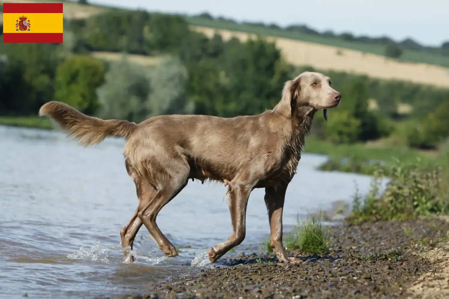 Read more about the article Criadores de Weimaraner e cachorros em Espanha