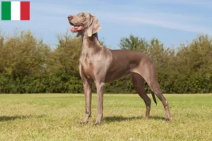 Read more about the article Criadores de Weimaraner e cachorros em Itália