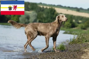 Read more about the article Criadores de Weimaraner e cachorros em Mecklenburg-Vorpommern