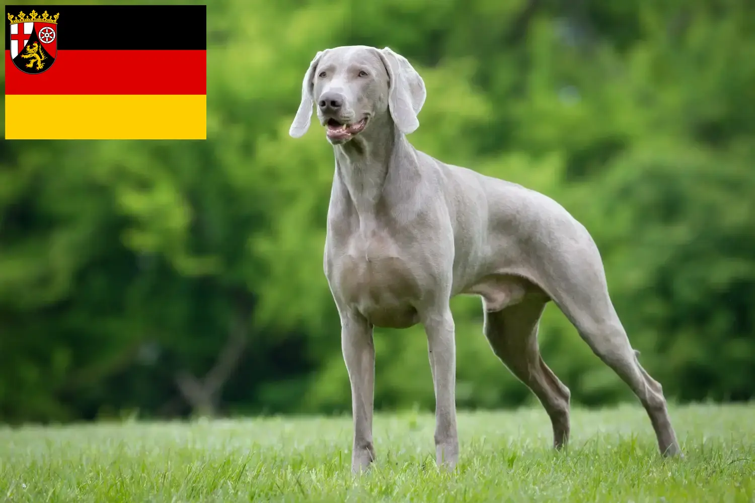 Read more about the article Criadores de Weimaraner e cachorros em Renânia-Palatinado