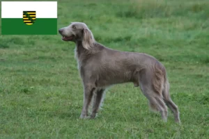 Read more about the article Criadores de Weimaraner e cachorros em Saxónia