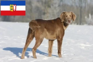 Read more about the article Criadores de Weimaraner e cachorros em Schleswig-Holstein