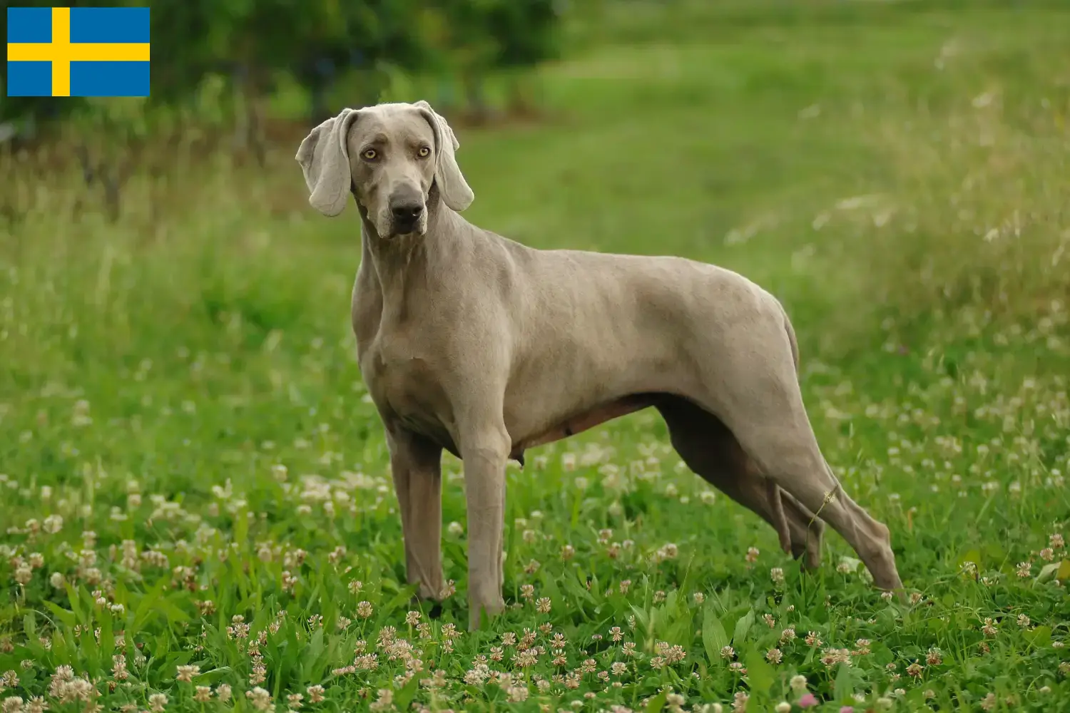 Read more about the article Criadores de Weimaraner e cachorros na Suécia