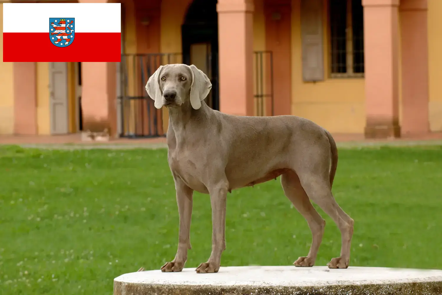 Read more about the article Criadores de Weimaraner e cachorros em Thuringia