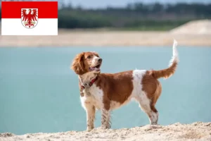 Read more about the article Criadores de Welsh Springer Spaniel e cachorros em Brandenburg