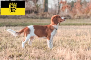 Read more about the article Criadores de Welsh Springer Spaniel e cachorros em Baden-Württemberg