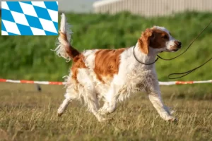 Read more about the article Criadores e cachorros de Welsh Springer Spaniel na Baviera