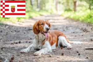 Read more about the article Criadores de Welsh Springer Spaniel e cachorros em Bremen