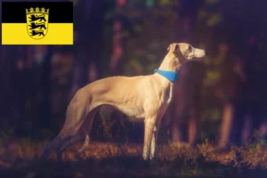 Read more about the article Criadores de Whippet e cachorros em Baden-Württemberg