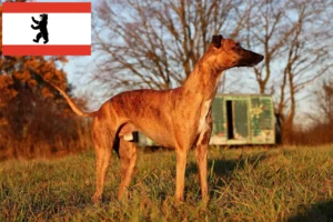 Read more about the article Criador de Whippet e cachorros em Berlim