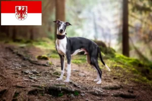 Read more about the article Criadores de Whippet e cachorros em Brandenburg