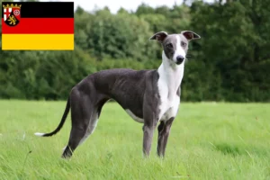 Read more about the article Criadores de Whippet e cachorros em Renânia-Palatinado