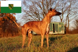 Read more about the article Criadores de Whippet e cachorros em Saxónia