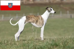 Read more about the article Criadores de Whippet e cachorros em Thuringia