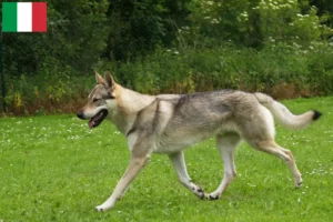 Read more about the article Criadores e cachorros de cães-lobo da Checoslováquia em Itália