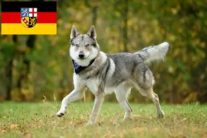 Read more about the article Criador de cães de caça checoslovacos e cachorros em Saarland