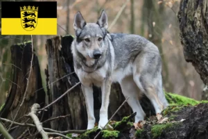 Read more about the article Criadores e cachorros de cães-lobo da Checoslováquia em Baden-Württemberg