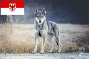 Read more about the article Criador de cães-lobo da Checoslováquia e cachorros em Brandenburg