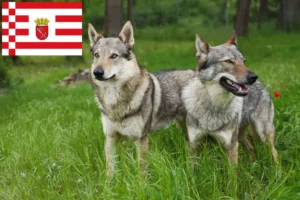 Read more about the article Criador de cães lobos da Checoslováquia e cachorros em Bremen