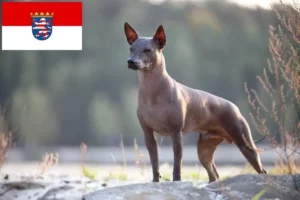 Read more about the article Criadores de Xolo e cachorros em Hessen