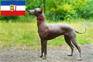 Read more about the article Criadores de Xolo e cachorros em Schleswig-Holstein