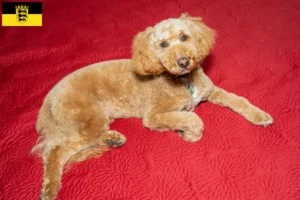 Read more about the article Criadores de Labradoodle Australiano e cachorros em Baden-Württemberg