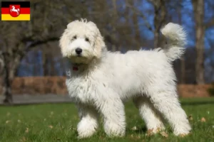 Read more about the article Criadores de Labradoodle Australiano e cachorros na Baixa Saxónia