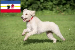 Read more about the article Criadores de Labradoodle Australiano e cachorros em Mecklenburg-Vorpommern