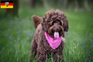 Read more about the article Criadores de Labradoodle Australiano e cachorros em Saarland