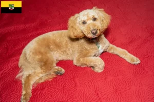 Read more about the article Criadores de Labradoodle Australiano e cachorros em Saxónia-Anhalt