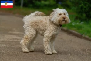 Read more about the article Criadores de Labradoodle Australiano e cachorros em Schleswig-Holstein